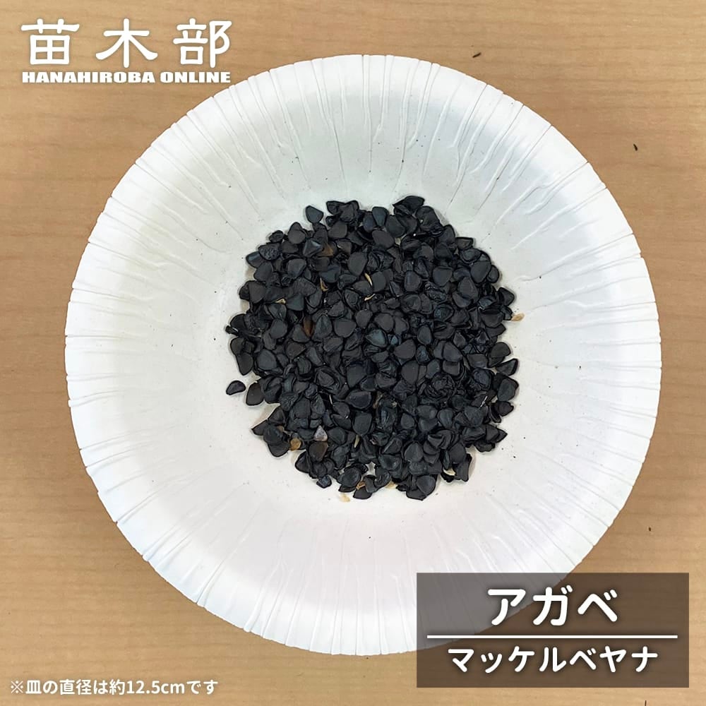 種子 【寒さに強いアガベハイブリッド (palmeri x parryi)】 パルメリ