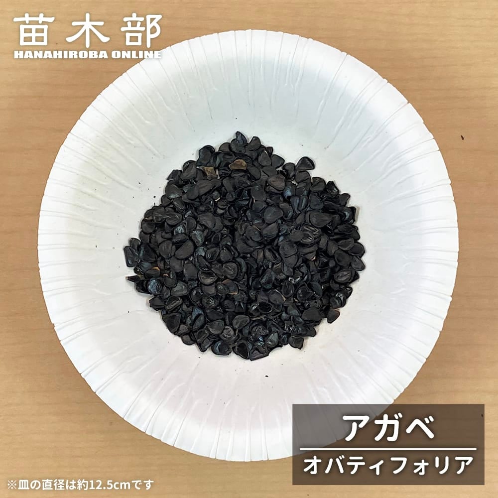 種子 【寒さに強いアガベ オバティフォリア】 Agave ovatifolia