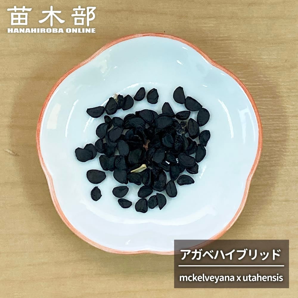 種子 【寒さに強いアガベハイブリッド (mckelveyana x utahensis