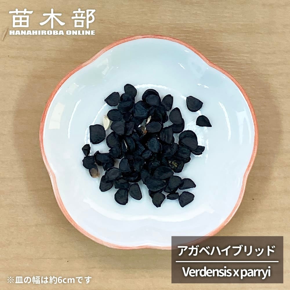 【こばりょう】アガベ　ハイブリッド　詰め合わせ 種子 【寒さに強いアガベハイブリッド (Verdensis x parryi