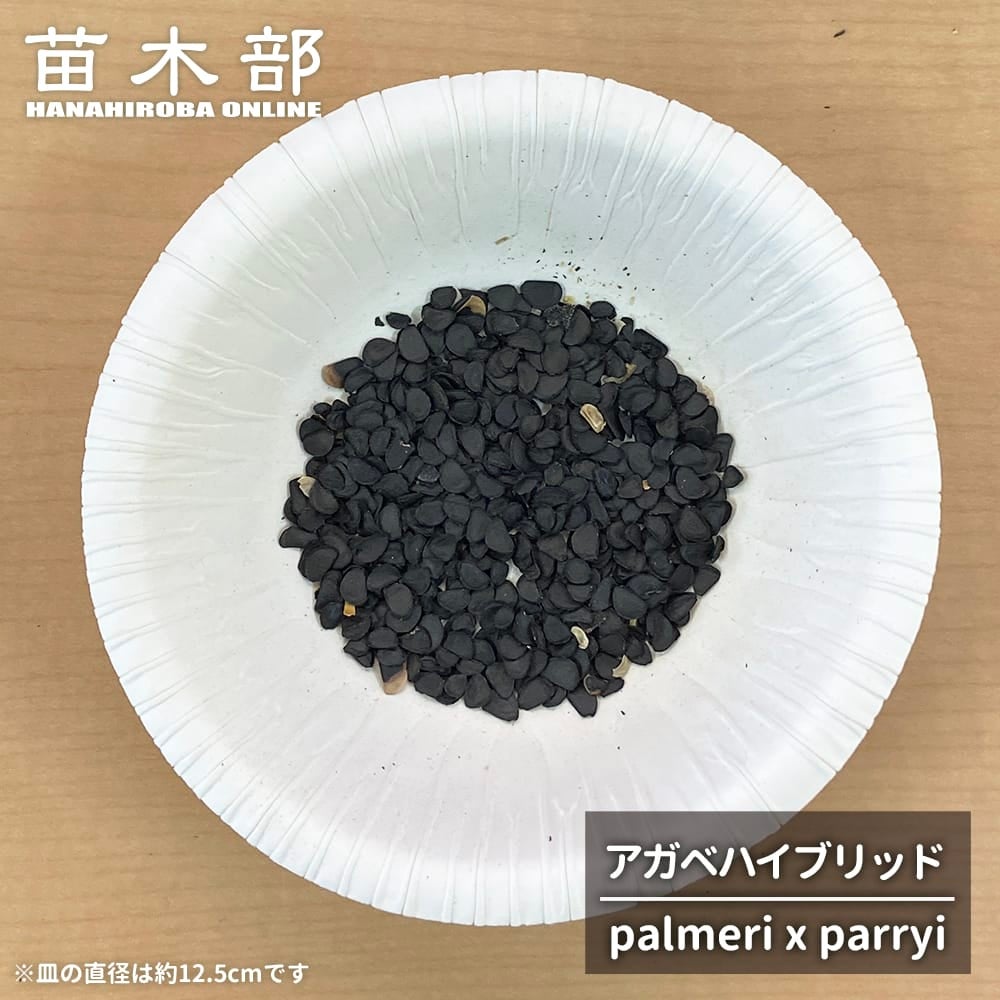 種子 【寒さに強いアガベハイブリッド (palmeri x parryi)】 パルメリ