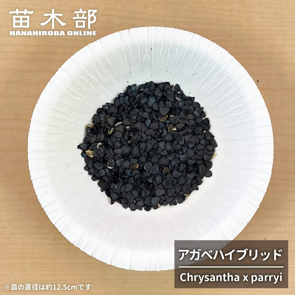 種子 【寒さに強いアガベハイブリッド (Chrysantha x parryi