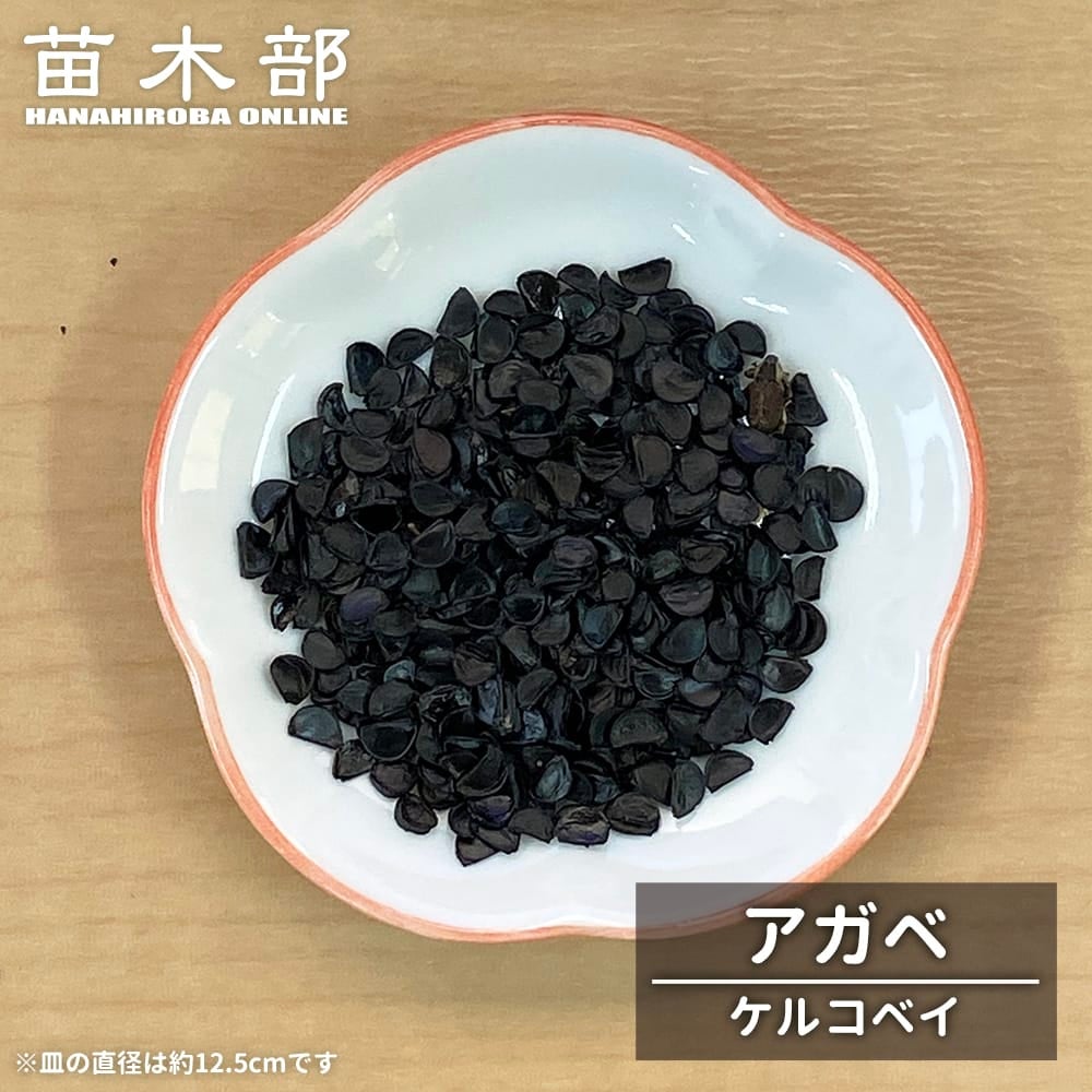 種子 【アガベ ケルチョベイ（紫雲竜）】 Agave kerchovei