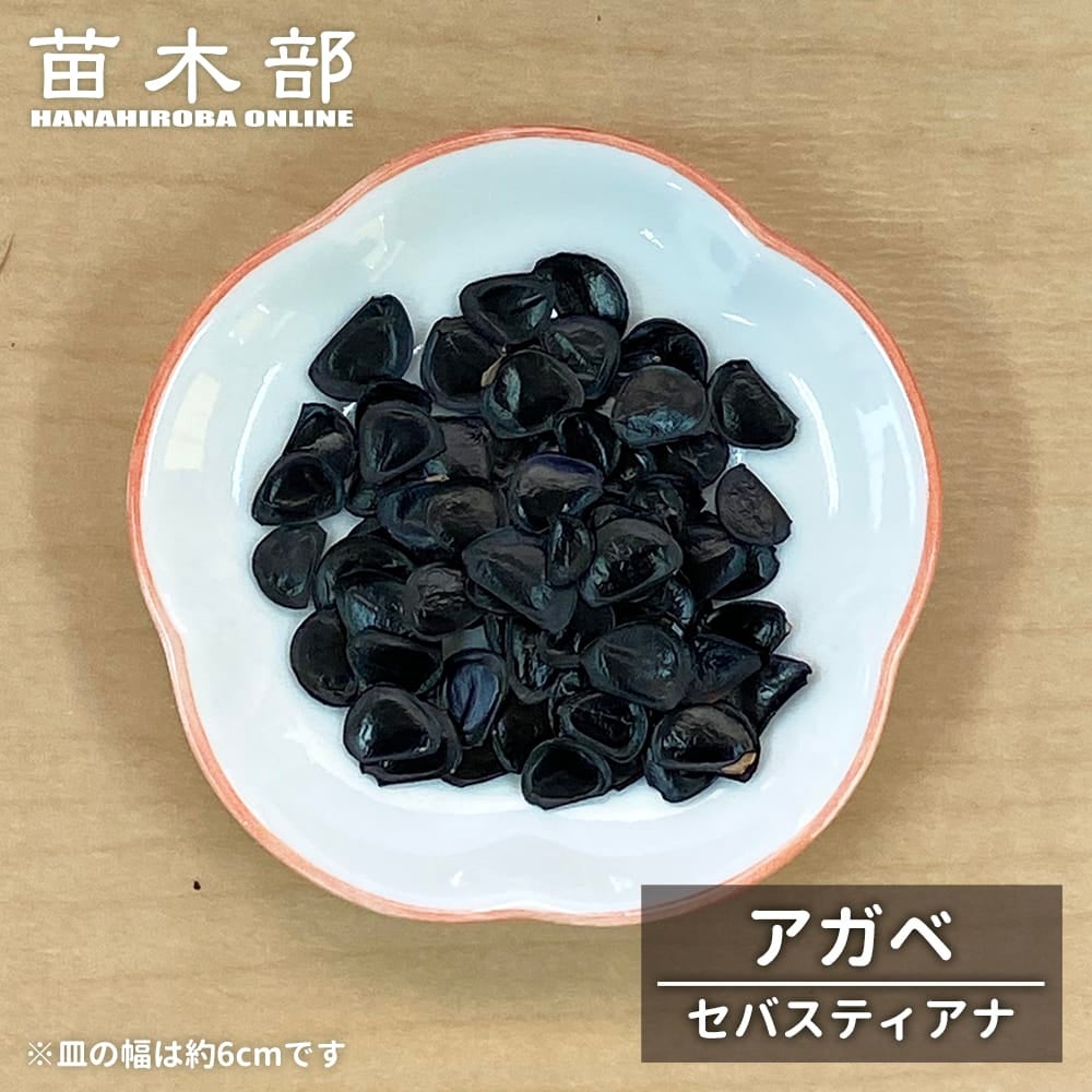 種子 【アガベ セバスティアナ】 Agave sebastiana