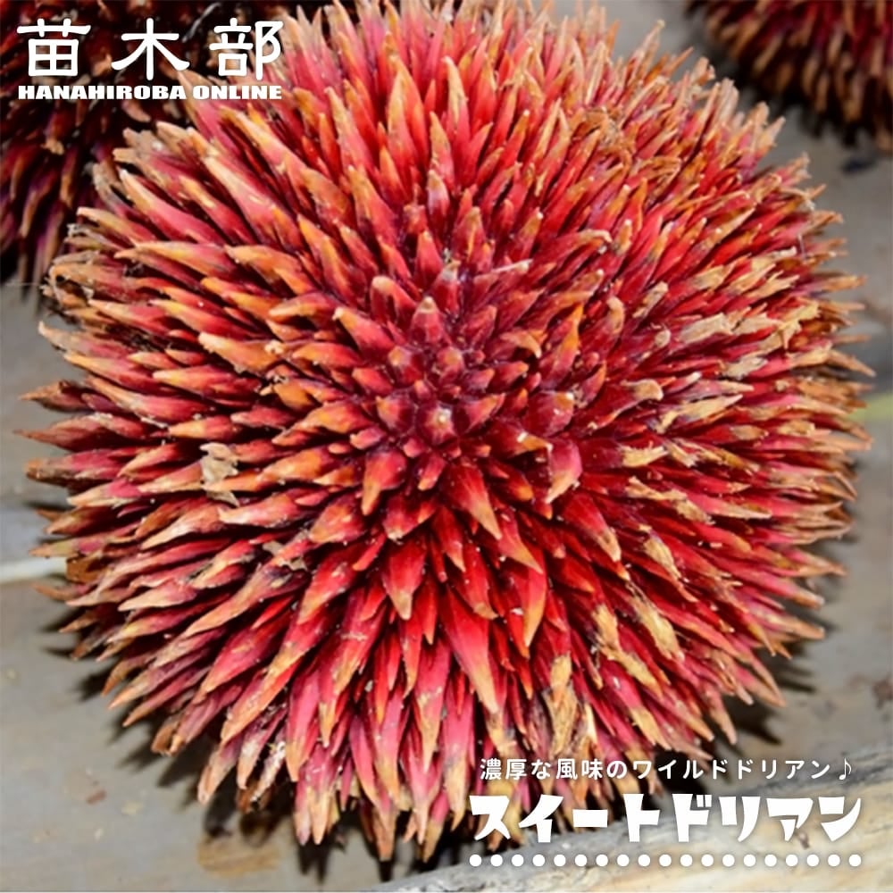 ドリアンレア品種苗 Durio macrantha Dwarf Type DD2 ドリアン スイートドリアン 苗 販売 苗木部 By 花ひろばオンライン