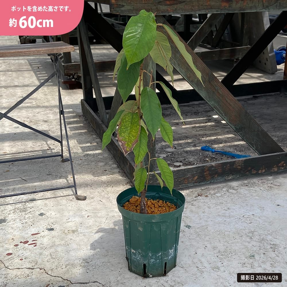 ドリアン オクスレイドリアン 苗 販売 苗木部 By 花ひろばオンライン