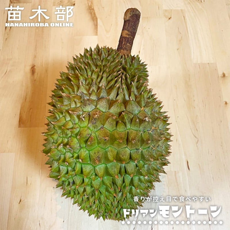 ドリアン モントーン 苗 販売 苗木部 By 花ひろばオンライン