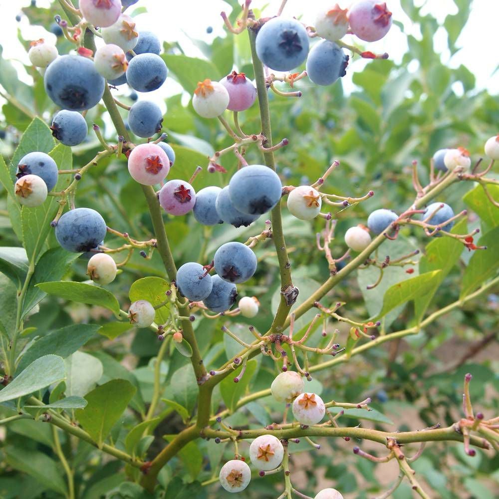 000000053459-07.jpg?size=l&w=