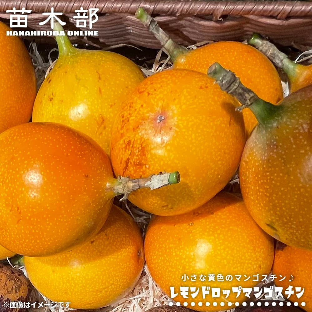 マンゴスチン レモンドロップマンゴスチン 苗 おすすめ 苗木部 By 花