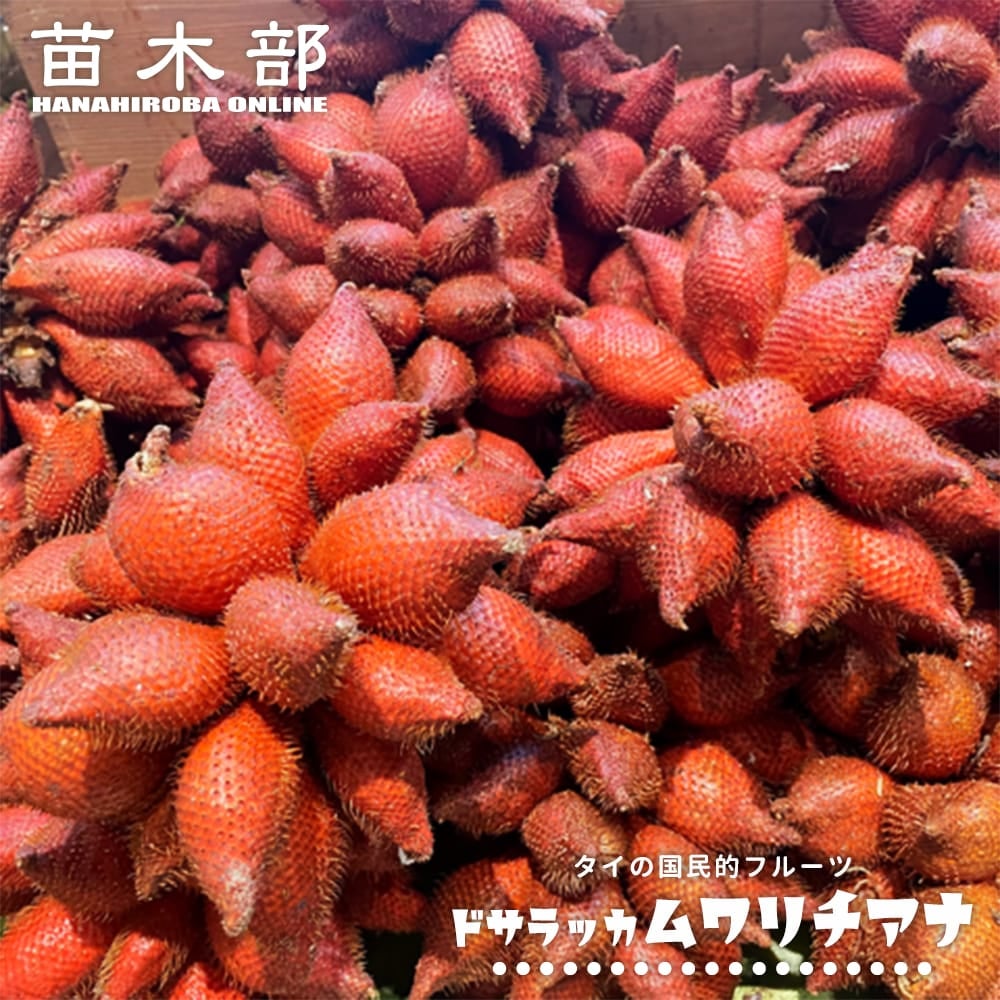サバルヤシ テキサス サバル 苗 販売 苗木部 By 花ひろばオンライン