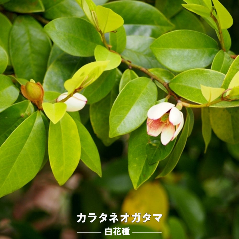 白花カラタネオガタマ 特大 ポット大苗 (150cmサイズ) 庭木 常緑樹