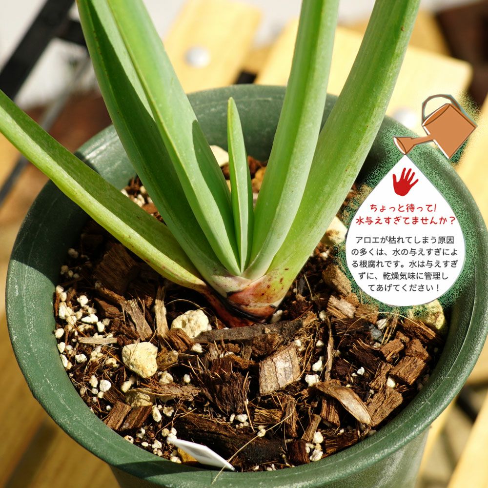 000000053690-05.jpg?size=l&w=