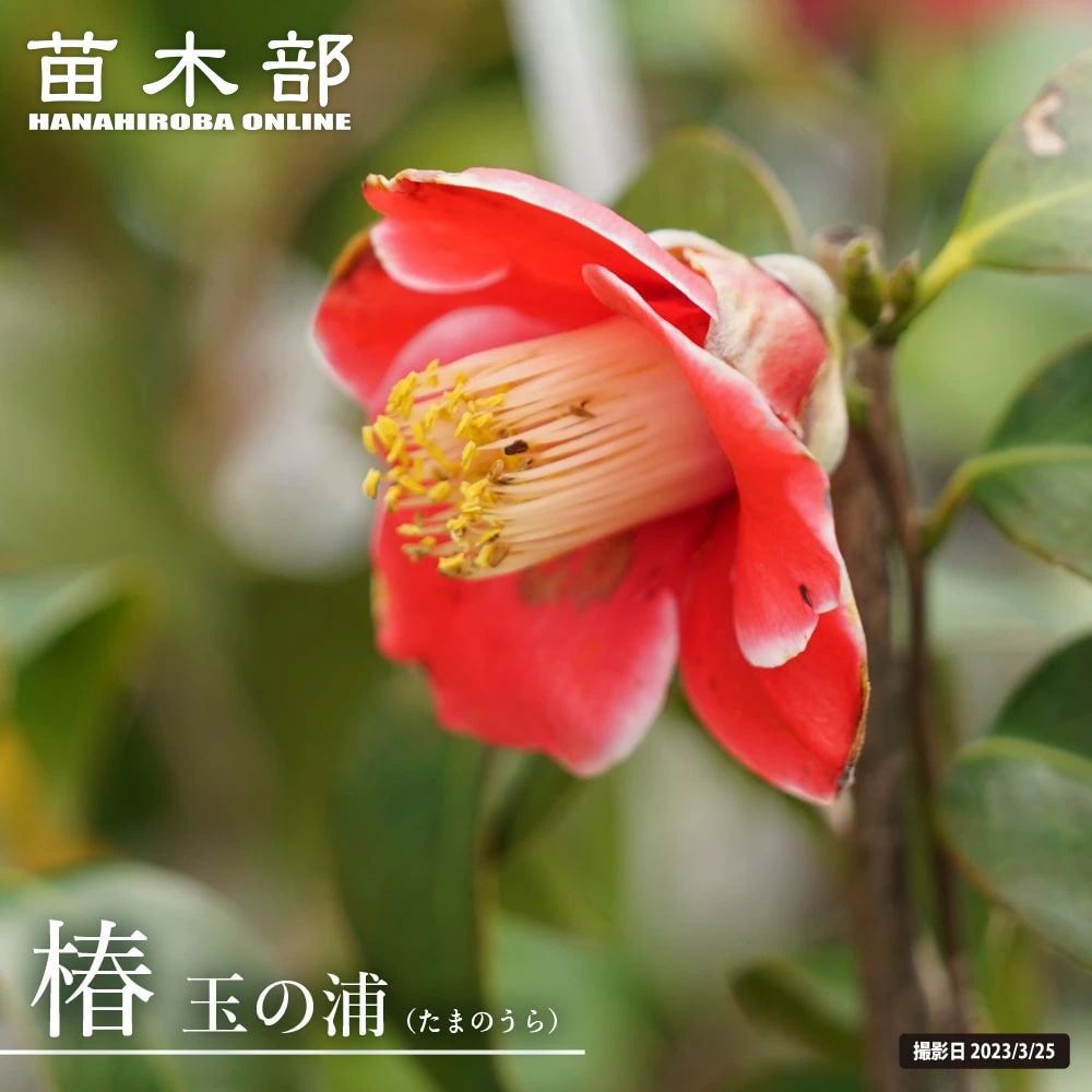 椿 玉の浦 ツバキ 苗木 7号 楽天市場】玉の浦椿庭木高さ150センチ前後大苗 【ツバキ苗】玉之浦椿