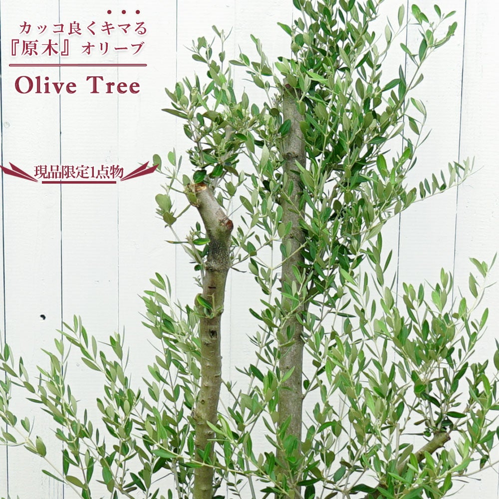 国産 オリーブ原木】 □現品1点物□ オリーブの木 特大苗【4