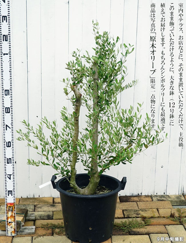 国産 オリーブ原木】 □現品1点物□ オリーブの木 特大苗【4