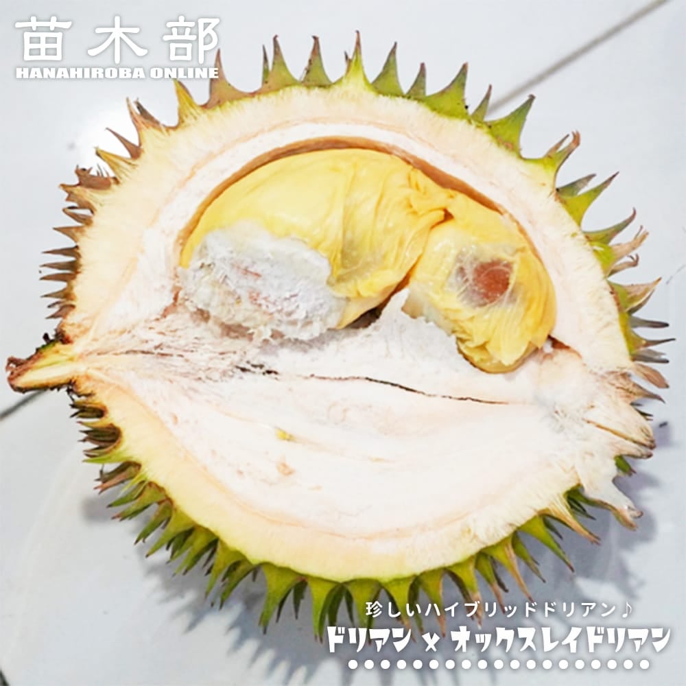 マツコの知らないトロピカルフルーツの世界出演 蟹江君の苗 通販