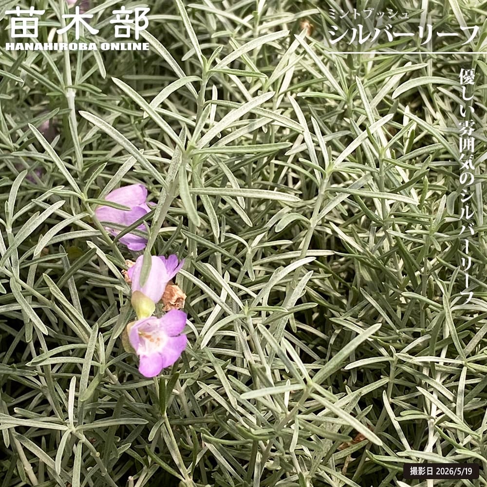 バラ ClMin クライミングミニチュア（つるバラ） つるリトルアーチスト