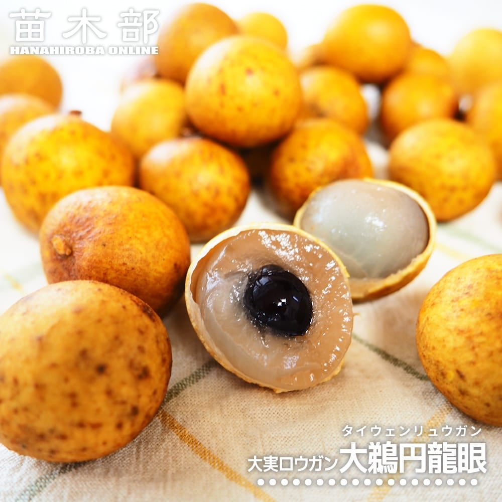 マツコの知らないトロピカルフルーツの世界出演 蟹江君の苗 通販