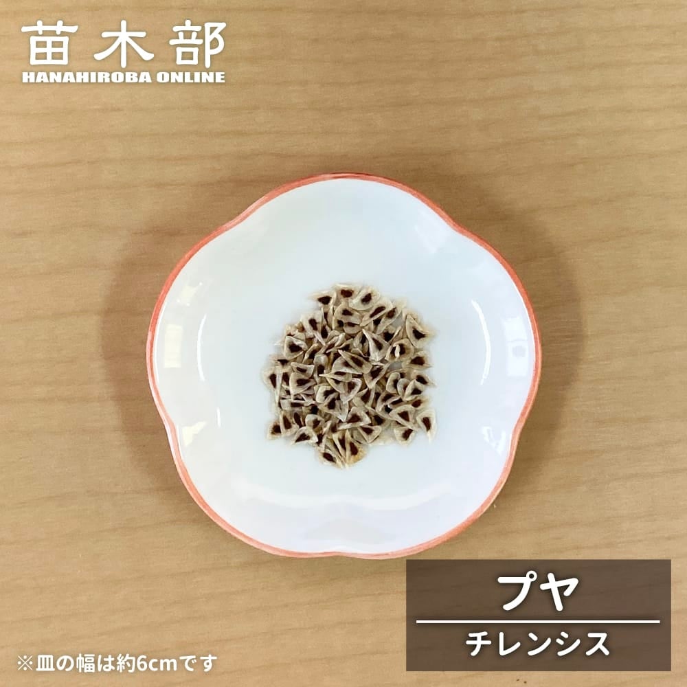 種子【ヤシ サバル パルメット】 Sabal palmetto