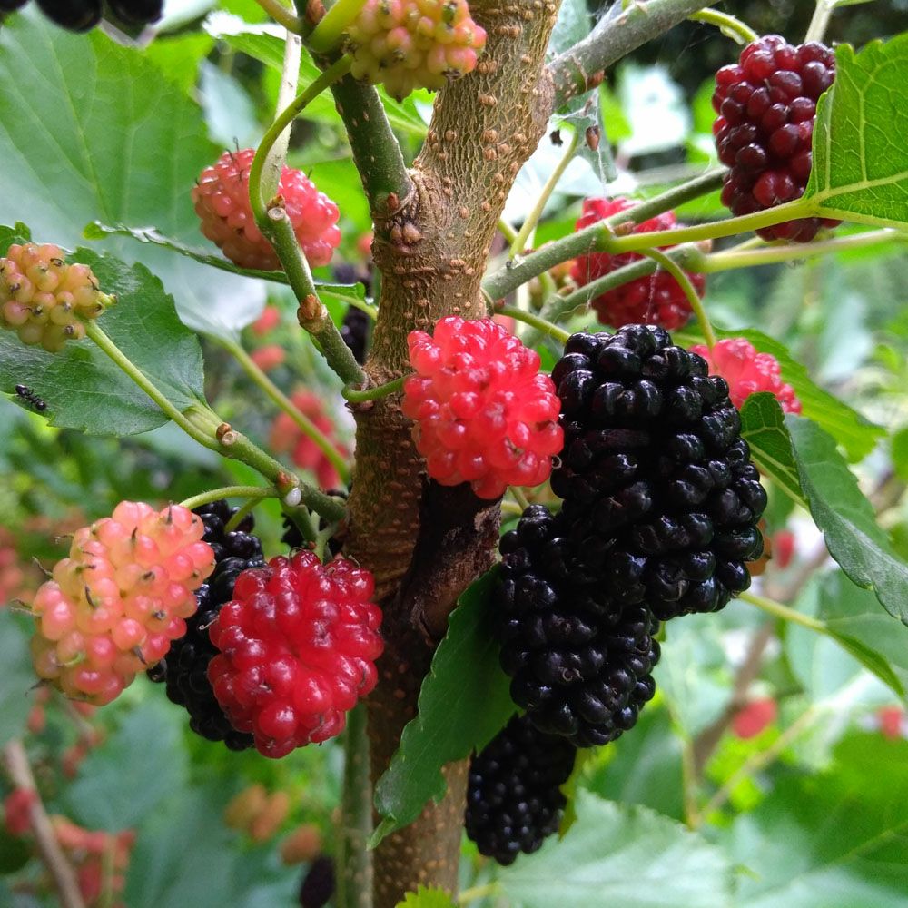 トルコフルーツ 苗 販売 苗木部 By 花ひろばオンライン