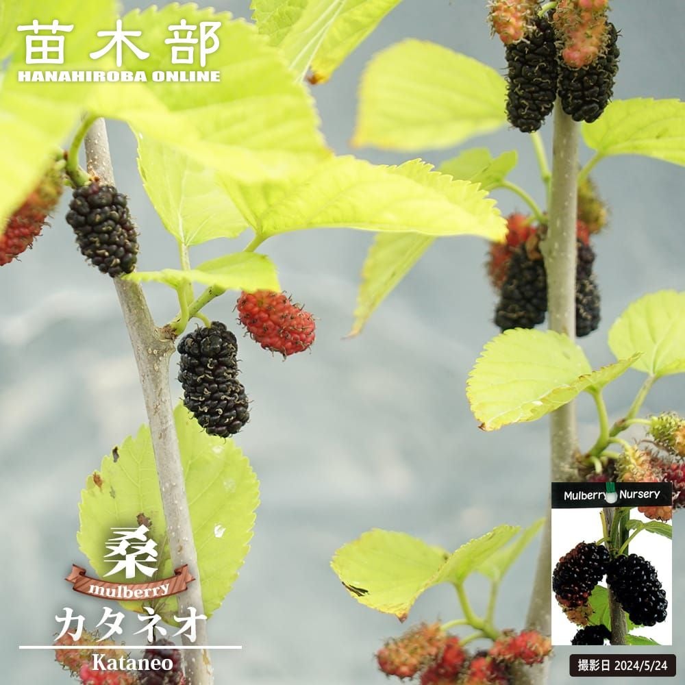 000000053996-01.jpg?size=l&w=