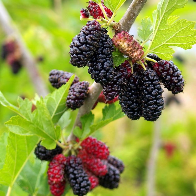 桑（マルベリー） カラヤマグワ系 カタネオ 苗 販売 苗木部 By 花 