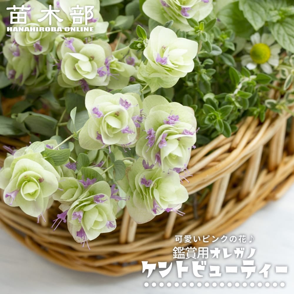 カカオ トリニタリオ種 サンセットレッド 苗 販売 苗木部 By 花ひろば