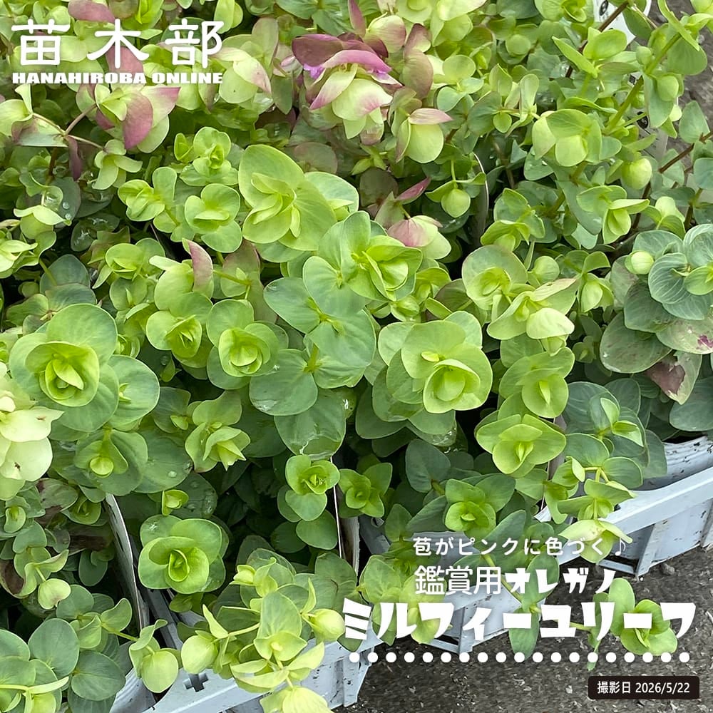 レインフォレストプラム(カンブイ・ロクソ) 苗[トロピカルフルーツ] レインフォレストプラム 苗 販売 苗木部 By 花ひろばオンライン