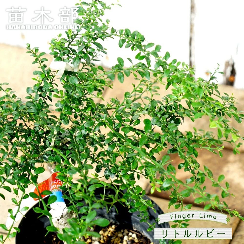 ライム フィンガーライム 茶実 苗 販売 苗木部 By 花ひろばオンライン