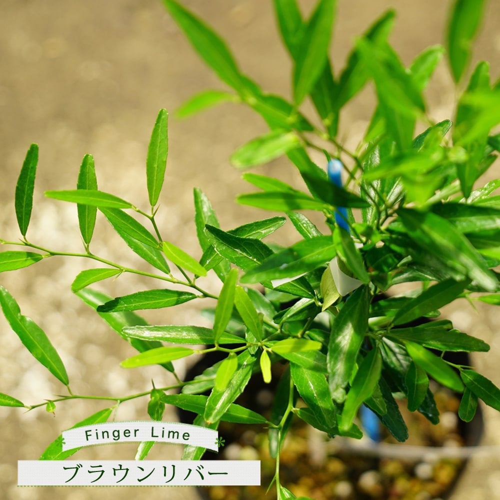 000000054044-01.jpg?size=l&w=