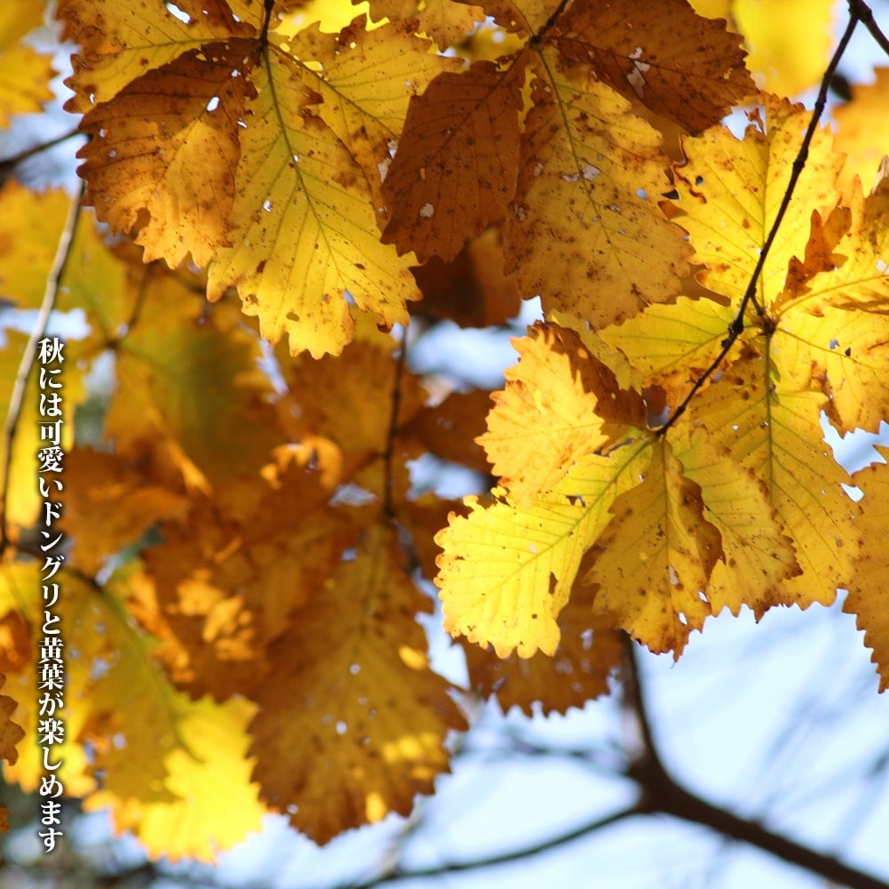 北の蝦夷　黄色く紅葉するミズナラ苗木50本どんぐりの苗木20センチ〜30センチ 000000054270-02.jpg?size=l&w=