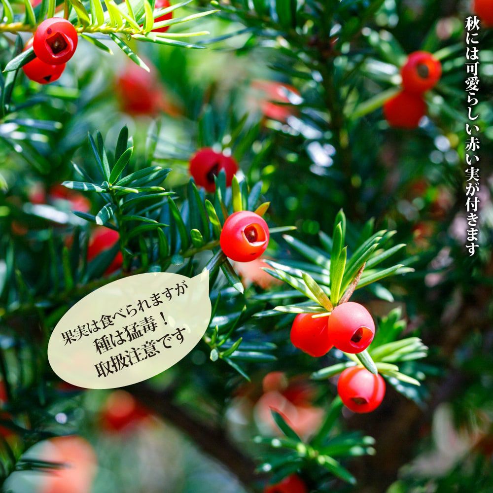 000000054272-02.jpg?size=l&w=