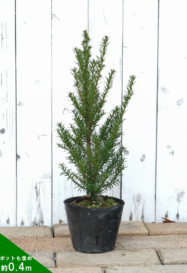 イチイ イチイ 苗 通販 苗木部 By 花ひろばオンライン