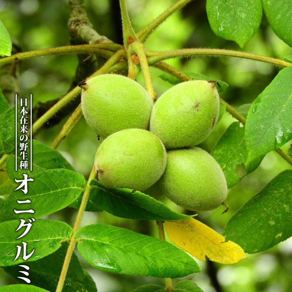 クルミ オニグルミ 苗 販売 苗木部 By 花ひろばオンライン