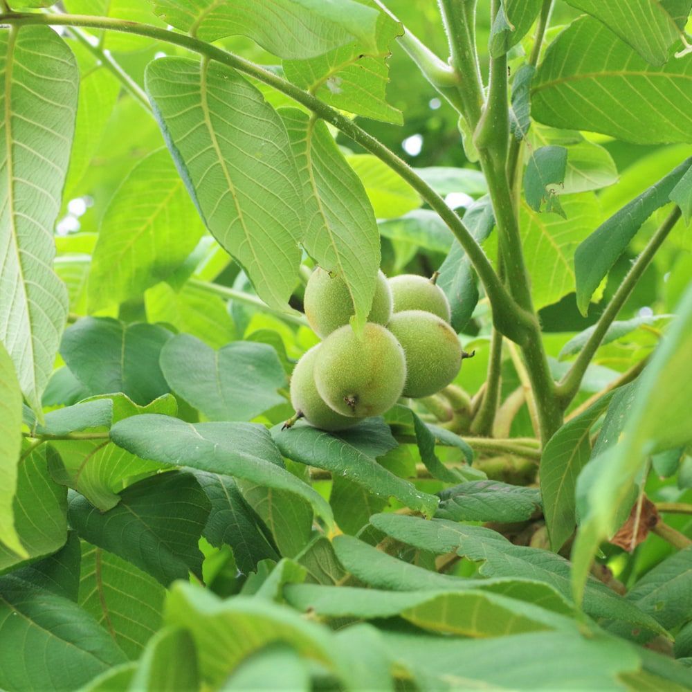 000000054273-03.jpg?size=l&w=