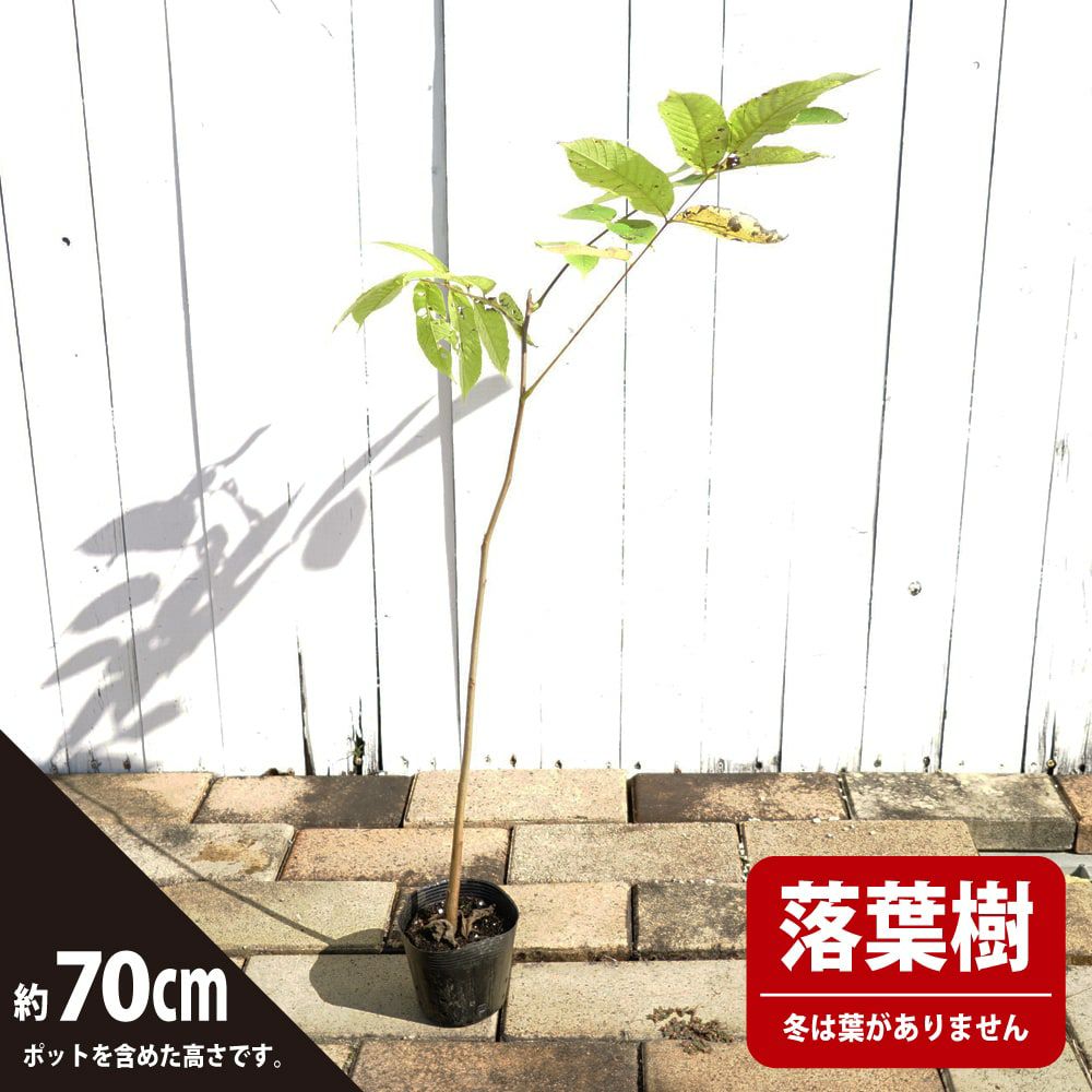 クルミ オニグルミ 苗 植え方 苗木部 By 花ひろばオンライン