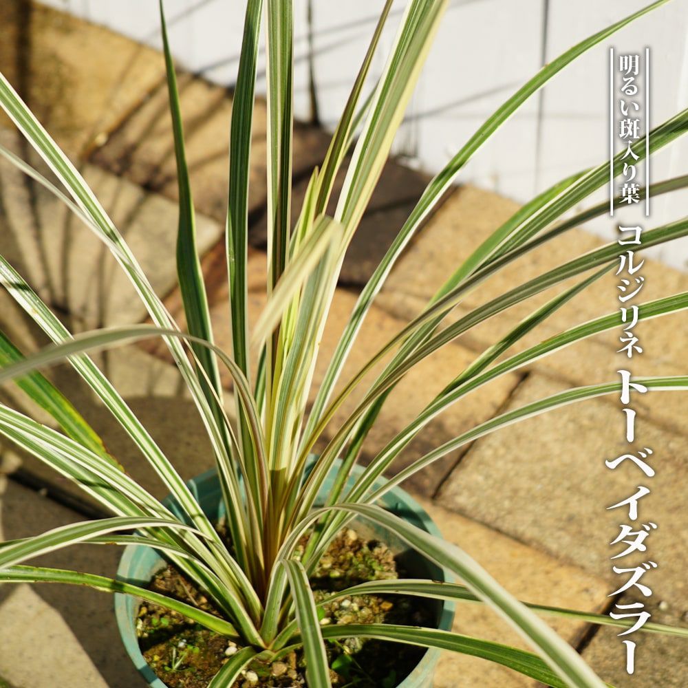 000000054397-01.jpg?size=m&w=