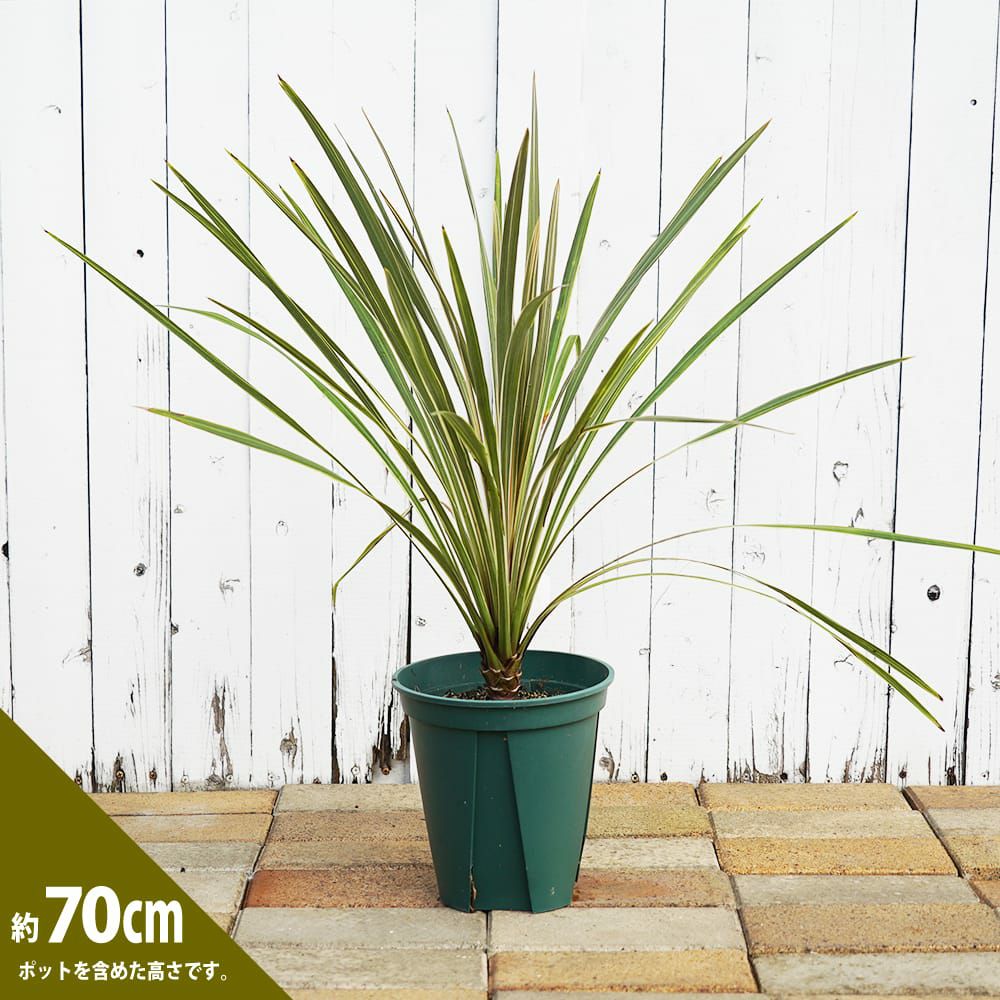 000000054397-03.jpg?size=l&w=