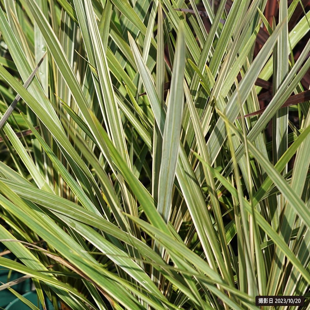 コルジリネ トーベイダズラー 苗 販売 苗木部 By 花ひろばオンライン