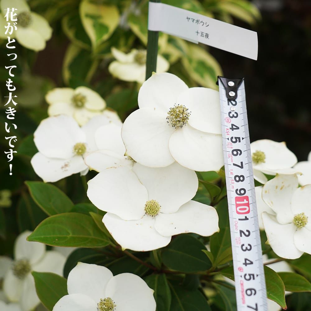 000000054405-03.jpg?size=l&w=