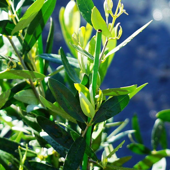 000000054407-02.jpg?size=l&w=