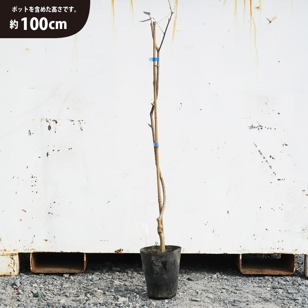 オリーブ ジャンボカラマタ 苗 通販 苗木部 By 花ひろばオンライン