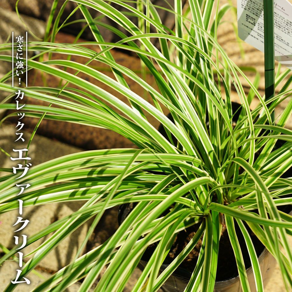 000000054499-01.jpg?size=l&w=