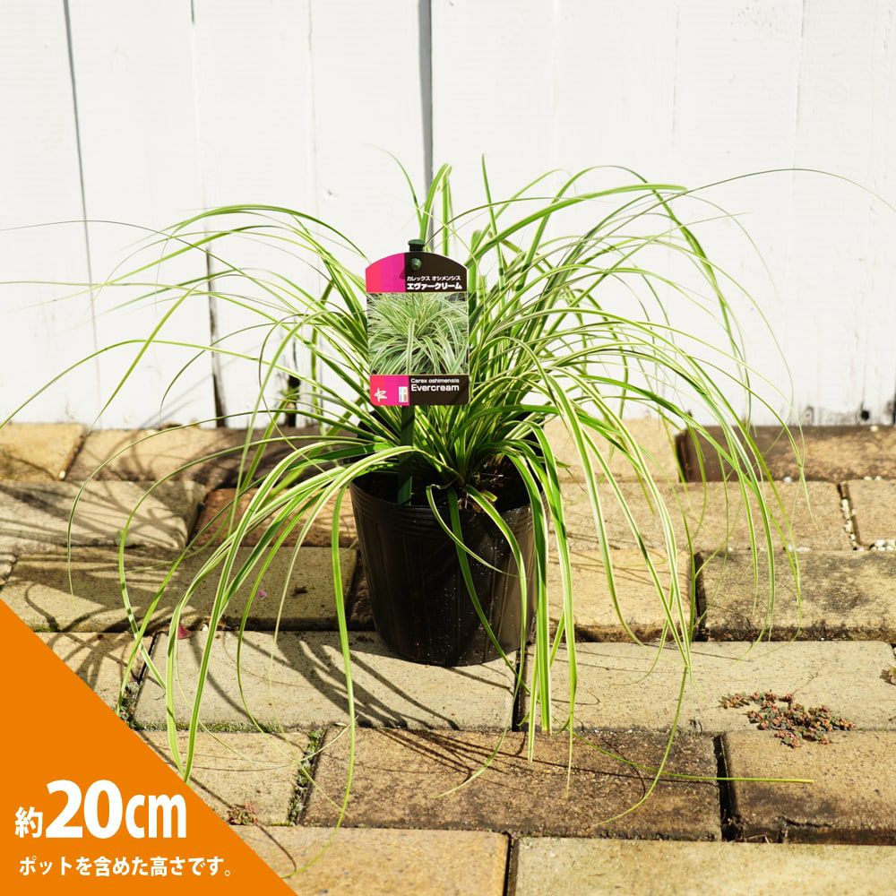 000000054499-02.jpg?size=l&w=