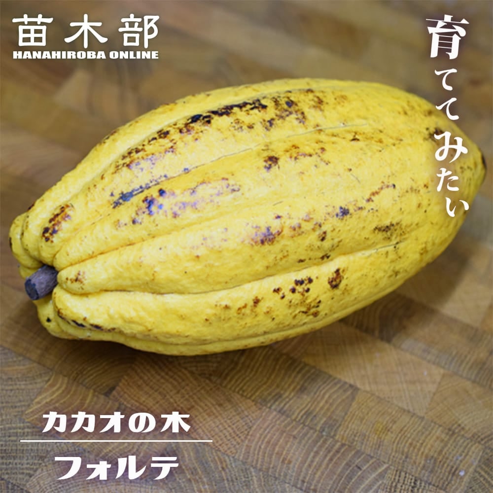 カカオ トリニタリオ種 サンセットレッド 苗 販売 苗木部 By 花ひろば