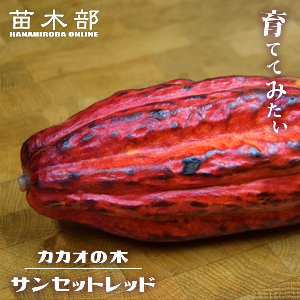カカオ トリニタリオ種 サンセットレッド 苗 販売 苗木部 By 花ひろば