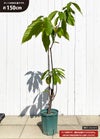 カカオ トリニタリオ種 【サンセットレッド種】 H: 150cm 実生 7号スリット大苗