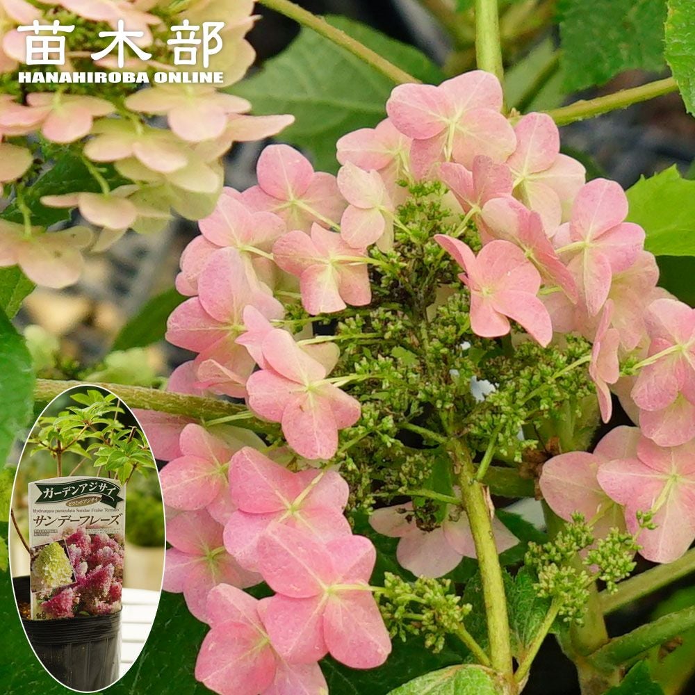 000000054511-01.jpg?size=l&w=