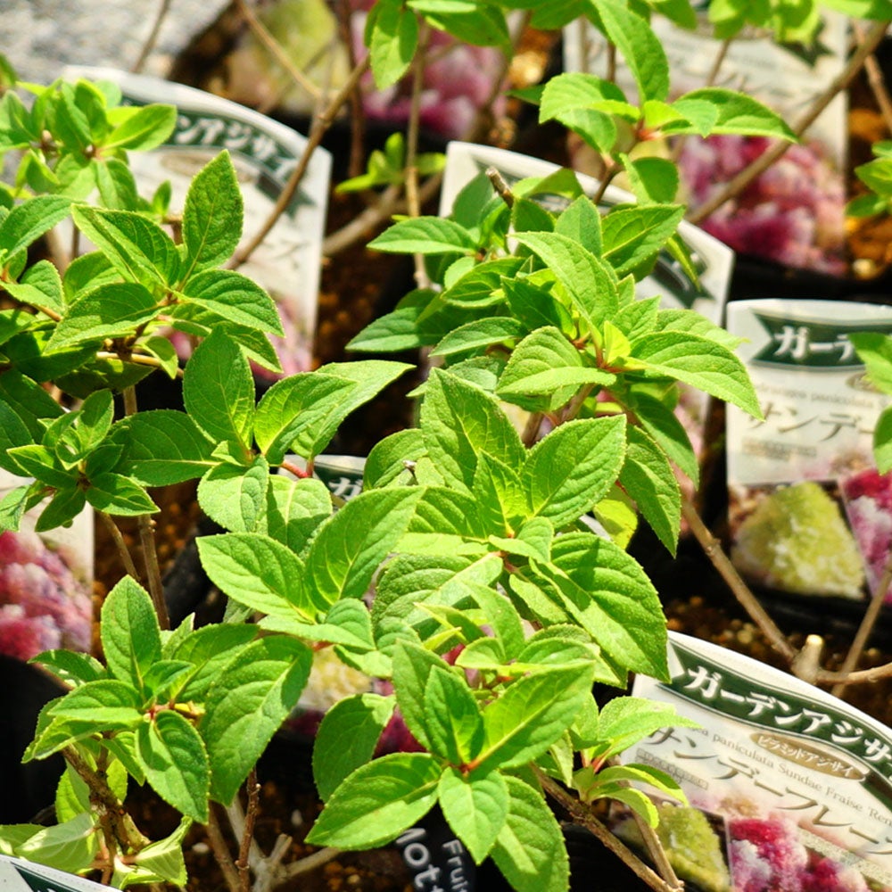 サンデーフレーズ ピラミッドあじさい苗