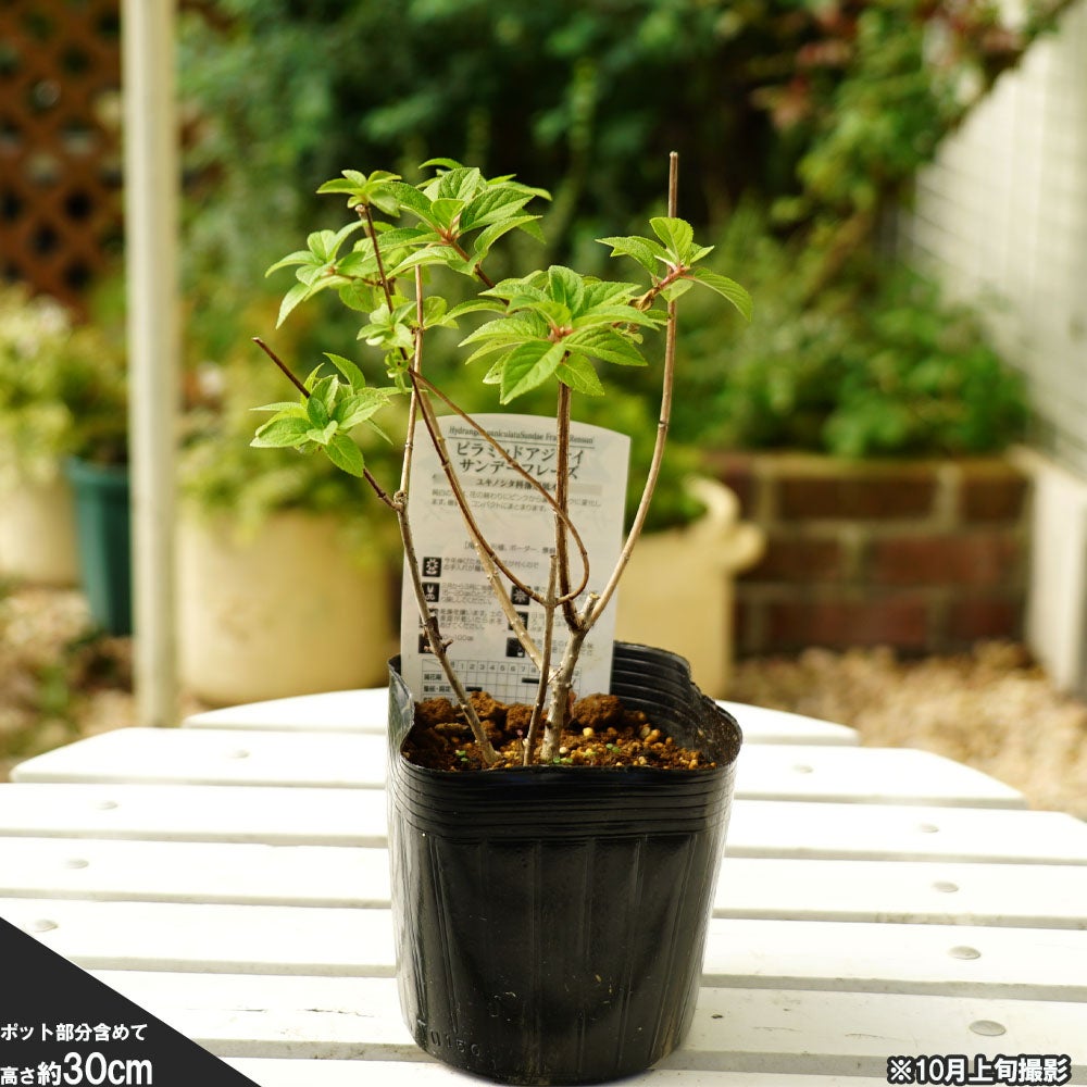 000000054511-03.jpg?size=l&w=